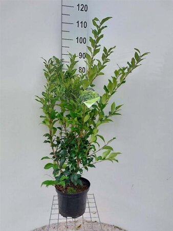 Ligustrum j. Green Century 80-100 cm cont. 5,0L - afbeelding 4