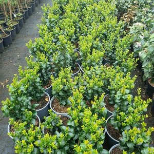 Ligustrum j. 'Rotundifolium' 25-30 cm cont. 3,0L - afbeelding 3