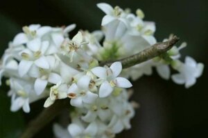 Ligustrum j. 'Rotundifolium' 25-30 cm cont. 3,0L - afbeelding 2