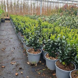 Ligustrum j. 'Rotundifolium' 25-30 cm cont. 3,0L - afbeelding 4