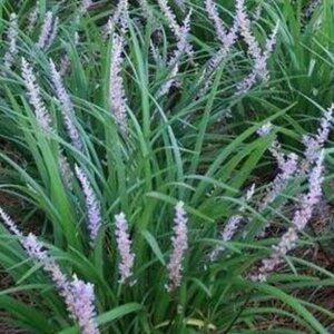 Liriope muscari 'Big Blue' geen maat specificatie 0,55L/P9cm - afbeelding 8