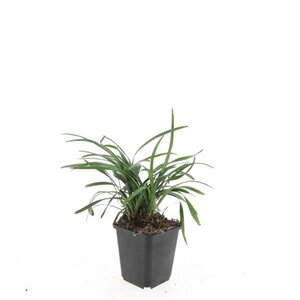 Liriope muscari 'Big Blue' geen maat specificatie 0,55L/P9cm - afbeelding 6