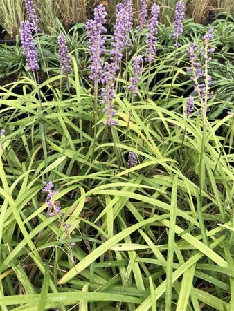 Liriope muscari 'Big Blue' geen maat specificatie 0,55L/P9cm - afbeelding 1