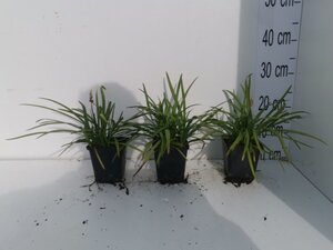 Liriope muscari 'Big Blue' geen maat specificatie 0,55L/P9cm - afbeelding 18