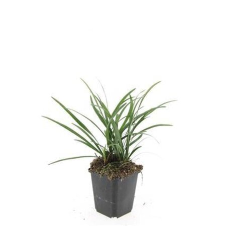 Liriope muscari 'Big Blue' geen maat specificatie 0,55L/P9cm - afbeelding 13