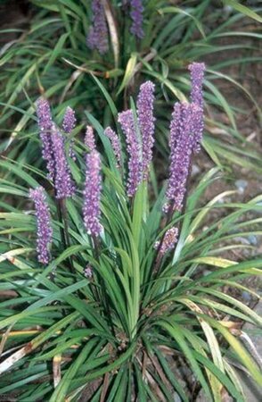 Liriope muscari 'Big Blue' geen maat specificatie 0,55L/P9cm - afbeelding 7