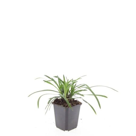 Liriope muscari 'Big Blue' geen maat specificatie 0,55L/P9cm - afbeelding 5