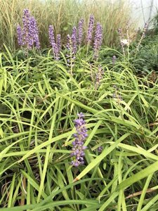 Liriope muscari 'Big Blue' geen maat specificatie 0,55L/P9cm - afbeelding 15