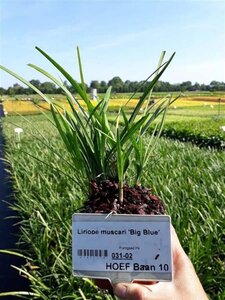 Liriope muscari 'Big Blue' geen maat specificatie 0,55L/P9cm - afbeelding 12