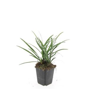 Liriope muscari 'Big Blue' geen maat specificatie 0,55L/P9cm - afbeelding 4