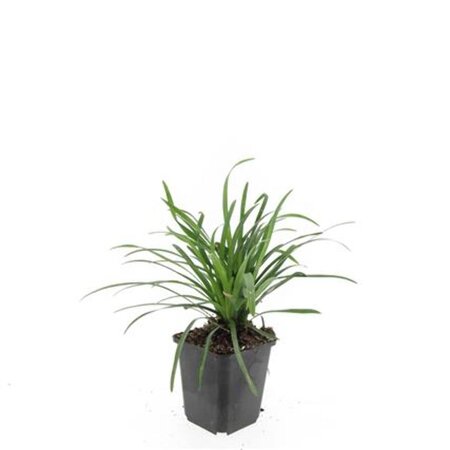 Liriope muscari 'Big Blue' geen maat specificatie 0,55L/P9cm - afbeelding 3