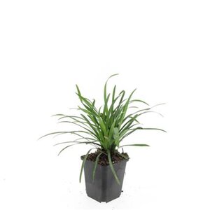 Liriope muscari 'Big Blue' geen maat specificatie 0,55L/P9cm - afbeelding 3