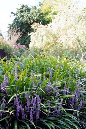 Liriope muscari 'Ingwersen' geen maat specificatie 0,55L/P9cm - afbeelding 3