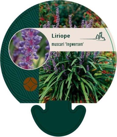 Liriope muscari 'Ingwersen' geen maat specificatie 0,55L/P9cm - afbeelding 1