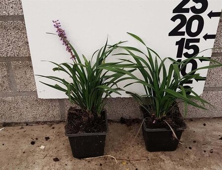 Liriope muscari 'Ingwersen' geen maat specificatie 0,55L/P9cm - afbeelding 5