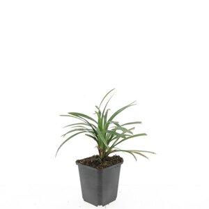 Liriope muscari 'Ingwersen' geen maat specificatie 0,55L/P9cm - afbeelding 6