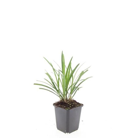 Liriope muscari 'Ingwersen' geen maat specificatie 0,55L/P9cm - afbeelding 7