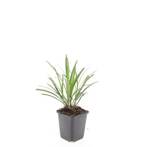 Liriope muscari 'Ingwersen' geen maat specificatie 0,55L/P9cm - afbeelding 7