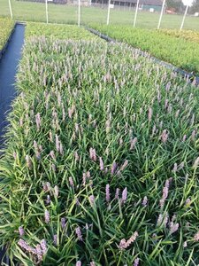 Liriope muscari 'Ingwersen' geen maat specificatie 0,55L/P9cm - afbeelding 2