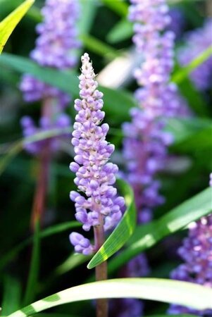 Liriope muscari 'Ingwersen' geen maat specificatie 0,55L/P9cm - afbeelding 4