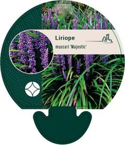 Liriope muscari 'Majestic' geen maat specificatie 0,55L/P9cm - afbeelding 1