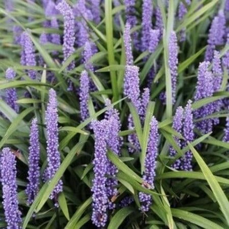 Liriope muscari 'Moneymaker' geen maat specificatie 0,55L/P9cm - afbeelding 8