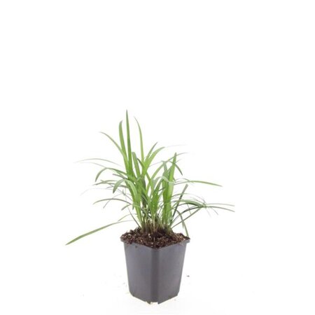 Liriope muscari 'Moneymaker' geen maat specificatie 0,55L/P9cm - afbeelding 4