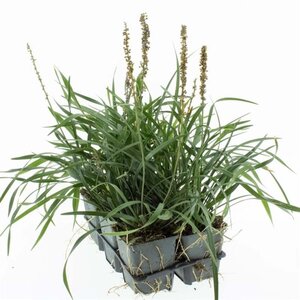 Liriope muscari 'Moneymaker' geen maat specificatie 0,55L/P9cm - afbeelding 9