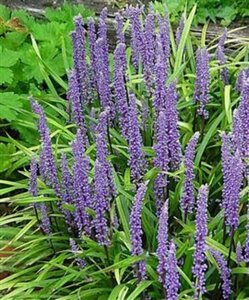 Liriope muscari 'Moneymaker' geen maat specificatie 0,55L/P9cm - afbeelding 7