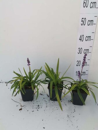 Liriope muscari 'Moneymaker' geen maat specificatie 0,55L/P9cm - afbeelding 11