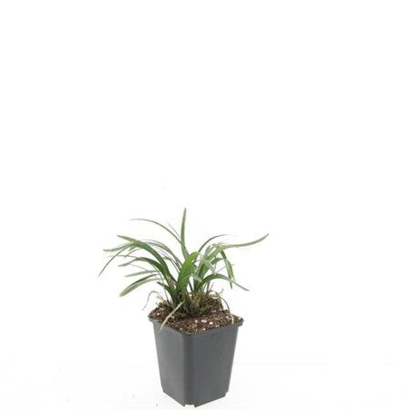 Liriope muscari 'Monroe White' geen maat specificatie 0,55L/P9cm - afbeelding 3