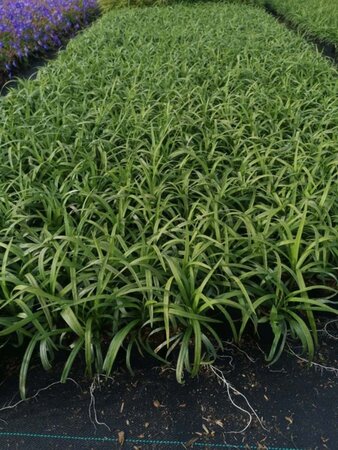 Liriope muscari 'Monroe White' geen maat specificatie 0,55L/P9cm - afbeelding 5