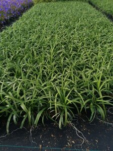 Liriope muscari 'Monroe White' geen maat specificatie 0,55L/P9cm - afbeelding 5