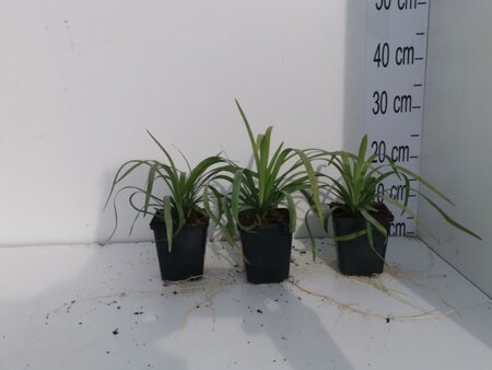 Liriope muscari 'Monroe White' geen maat specificatie 0,55L/P9cm - afbeelding 6