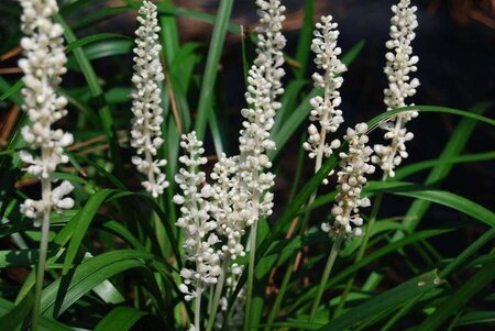 Liriope muscari 'Monroe White' geen maat specificatie 0,55L/P9cm - afbeelding 1