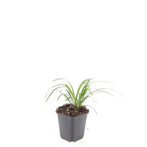 Liriope muscari 'Monroe White' geen maat specificatie 0,55L/P9cm - afbeelding 4