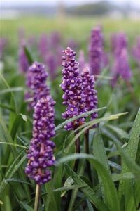 Liriope muscari 'Royal Purple' geen maat specificatie 0,55L/P9cm - afbeelding 2