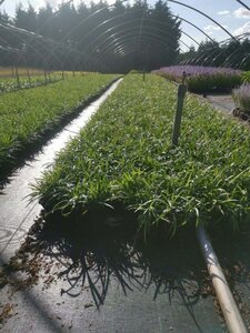 Liriope muscari 'Royal Purple' geen maat specificatie 0,55L/P9cm - afbeelding 6