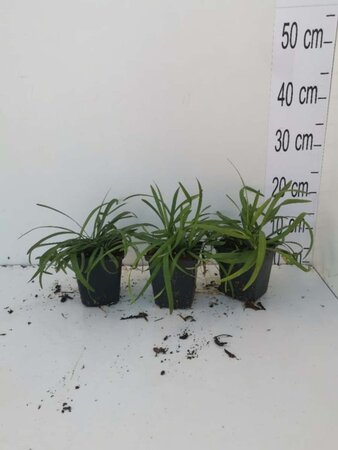 Liriope muscari 'Royal Purple' geen maat specificatie 0,55L/P9cm - afbeelding 7