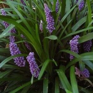 Liriope muscari 'Royal Purple' geen maat specificatie 0,55L/P9cm - afbeelding 4