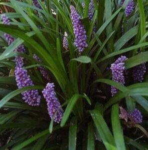 Liriope muscari 'Royal Purple' geen maat specificatie 0,55L/P9cm - afbeelding 5