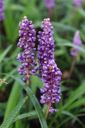 Liriope muscari 'Royal Purple' geen maat specificatie 0,55L/P9cm - afbeelding 3