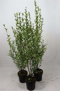 Ligustrum oval. 'Aureum' 100-125 cm cont. 7,5L - afbeelding 2