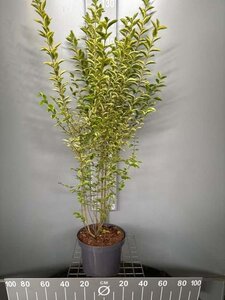 Ligustrum oval. 'Aureum' 100-125 cm cont. 7,5L - afbeelding 1