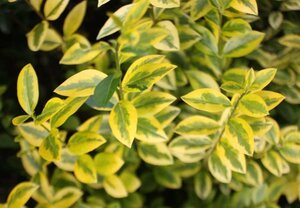 Ligustrum oval. 'Aureum' 40-60 cm cont. 3,0L - afbeelding 1