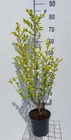 Ligustrum oval. 'Aureum' 40-60 cm cont. 3,0L - afbeelding 3