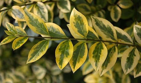 Ligustrum oval. 'Aureum' 60-80 cm wortelgoed 3-5 tak struik - afbeelding 2