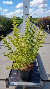 Ligustrum oval. 'Aureum' 80-100 cm cont. 10L