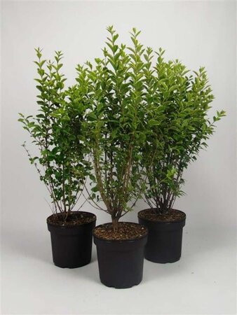 Ligustrum oval. 'Aureum' 80-100 cm cont. 7,5L - afbeelding 2