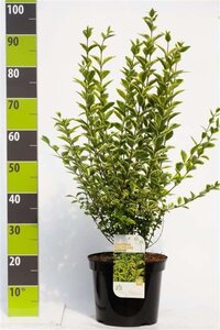 Ligustrum oval. 'Aureum' 80-100 cm cont. 7,5L - afbeelding 3